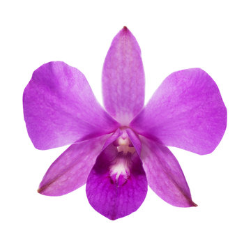 Purple Orchid [Dendrobium] on white back ground
