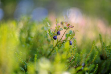 Vaccinium myrtillus
