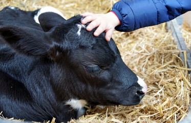 A child´s hand caresses a little calf © kenzos