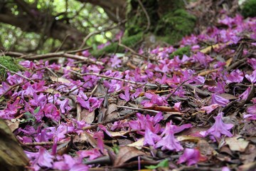Parterre de fleurs-Kylemore Abbey-Irlande