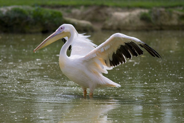 Pellicano ad ali aperte