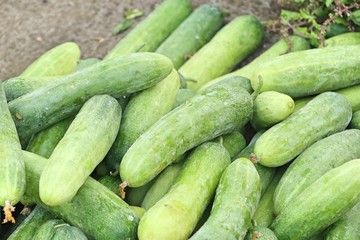 cucumber