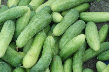 cucumber