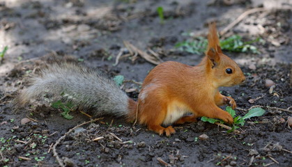 Naklejka na ściany i meble Red squirrel in a park