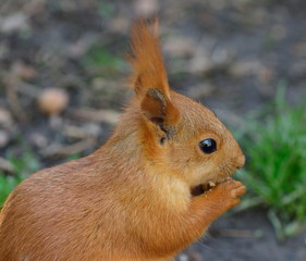 Red squirrel in a park