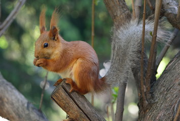 Red squirrel in a park