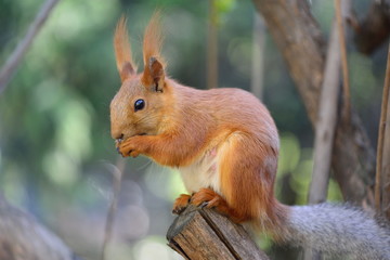 Red squirrel in a park