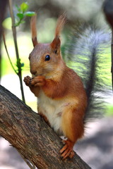 Red squirrel in a park
