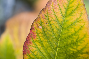 Autumn Leaf