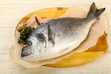 raw dorada fish