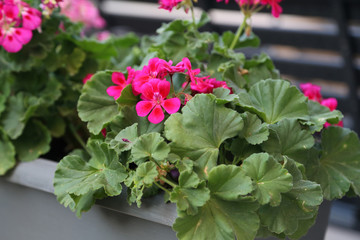 Balcony Plants / Geranium in decorative pails