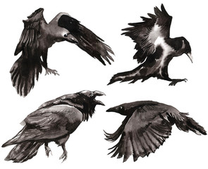 Set of watercolor crows. Set for Halloween. Black ominous crow