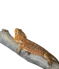 Bearded Dragon on Branch on White Background, Clipping Path