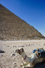 ギザの三大ピラミッドとラクダ