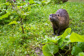 Close up photo of a nutria, also called coypu or river rat, against green background
