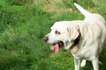 Labrador Retriever - alt und blind