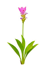 Pink curcuma isolated on white background