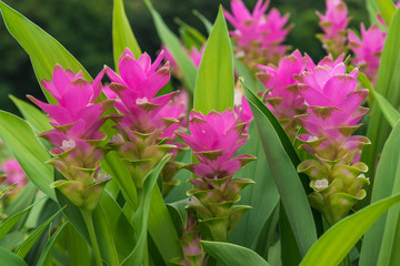 Curcuma is a genus of about 100 accepted species in the family Zingiberaceae that contains such species as turmeric and Siam Tulip.