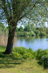 Baum am See