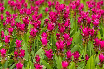 Curcuma is a genus of about 100 accepted species in the family Zingiberaceae that contains such species as turmeric and Siam Tulip.