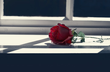 Rose auf Fensterbank mit Lichteinfall