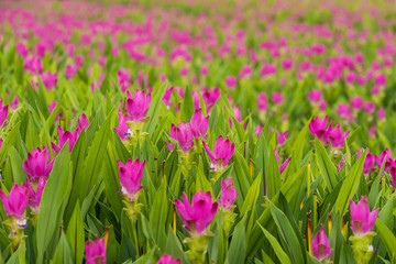 Curcuma is a genus of about 100 accepted species in the family Zingiberaceae that contains such species as turmeric and Siam Tulip.
