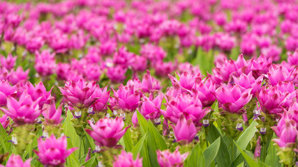 Curcuma is a genus of about 100 accepted species in the family Zingiberaceae that contains such species as turmeric and Siam Tulip.