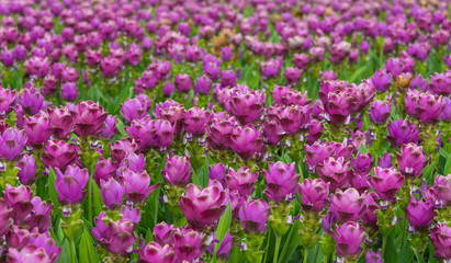 Obraz premium Curcuma is a genus of about 100 accepted species in the family Zingiberaceae that contains such species as turmeric and Siam Tulip.
