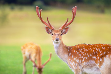 Naklejka na ściany i meble Beautiful deer portrait on spring meadow with big horns