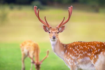 Door stickers Roe Beautiful deer portrait on spring meadow with big horns