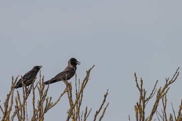 Rabenkrähe und Nebelkrähe auf einem Baum