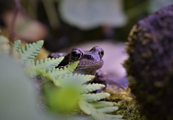 Frog at the pond close-up