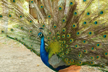 Obraz premium beautiful peacock portrait, male peacock displaying his tail feathers