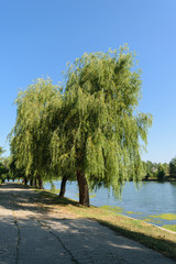 big willow tree leaning over water lake