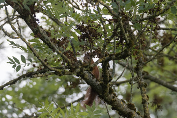 Eichhörnchen auf dem Baum
