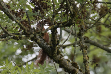 Eichhörnchen auf dem Baum