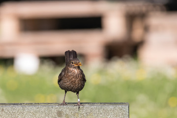 Amsel, Weibchen sitzt auf Grabstein