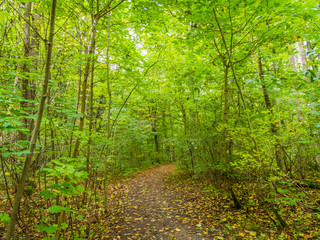 Naklejka premium Road in the Primeval Beech Forest, Hainich National Park, Germany