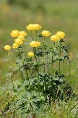 Trollblume (Trollius europaeus), Blüten