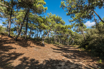 Fototapeta premium Forêt domaniale d'Olonne aux Sables d'Olonne (Vendée, France)