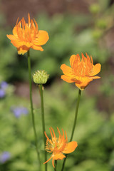 Chinesische Trollblume (Trollius chinensis), Blüten
