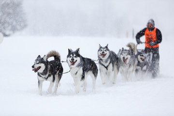 Sledge dogging in Austrian alps