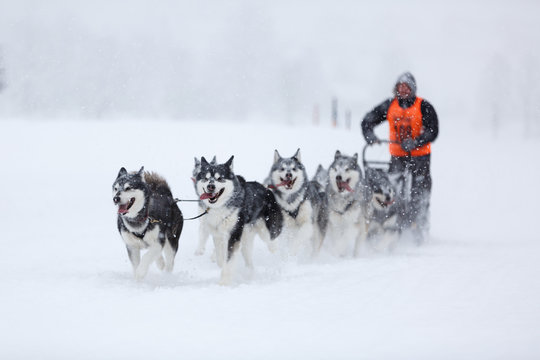 Huskies in vollem Lauf beim Schlittenhunderennen