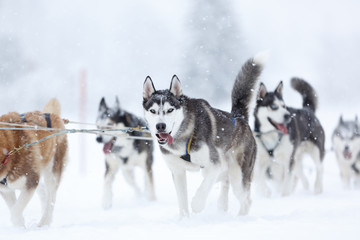 Front view at siberian huskys at race in winter