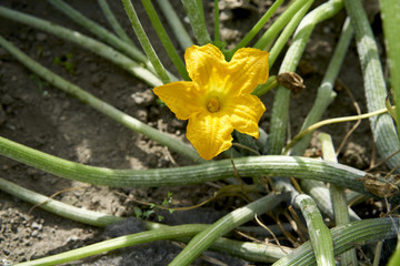 K&uuml;rbisbl&uuml;te in einem Schrebergarten