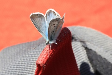 papillon bleu sur sac rouge