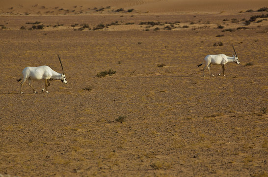 Two Arabian Orxys