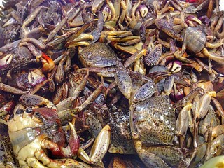 Sea Food Black Crabs
