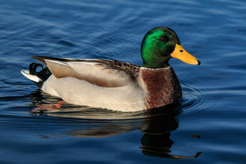 Duck floating in water with reflection on a sunny day