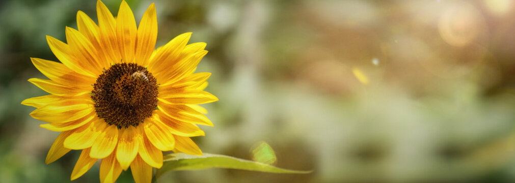 einzelne Sonnenblume im Sonnenlicht 